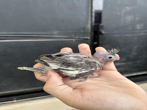 فرخ كروان نورمل