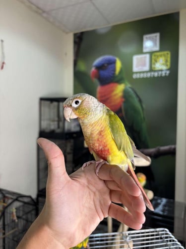 ذكر كنيور اناناس اليف وهدد ومتكلم