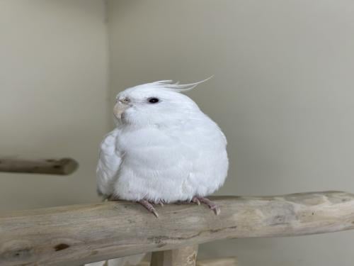 ذكر كروان اليف وهدد ومتكلم