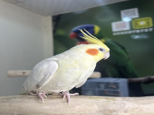 ذكر كروان اليف وهدد