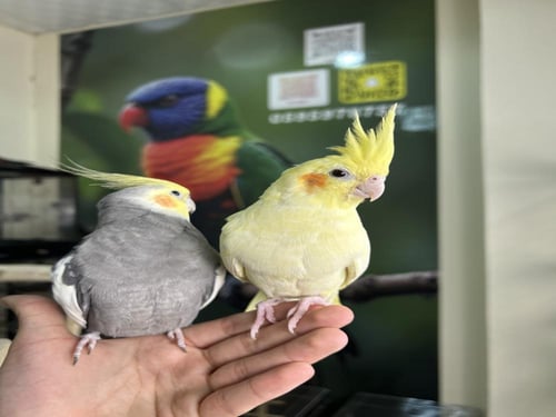 زوج كروان اليف وهدد