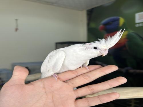 كروان هولندي اليف