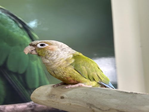 كنيور اليف وهدد