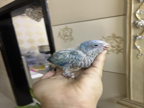 فروخ كويكر ازرق دايلوت