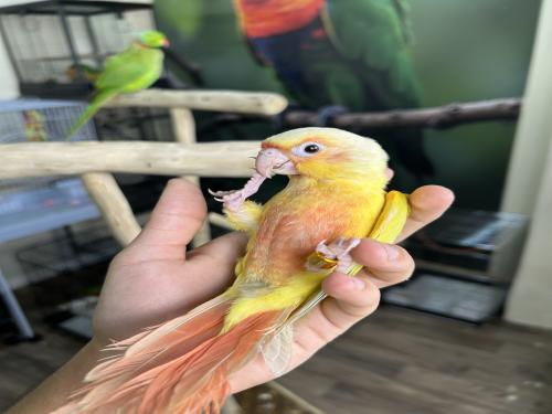 كنيور صن شيك اليف وهدد