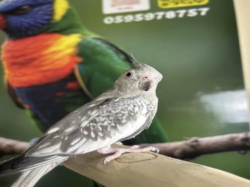 كروان هولندي اليف وهدد