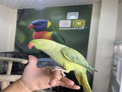 انثى دره اليف وهدد