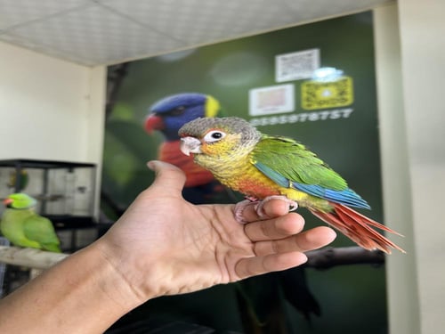 كنيور يلوسايد اليف وهدد