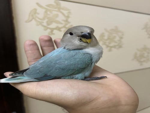 روز اليف وهدد