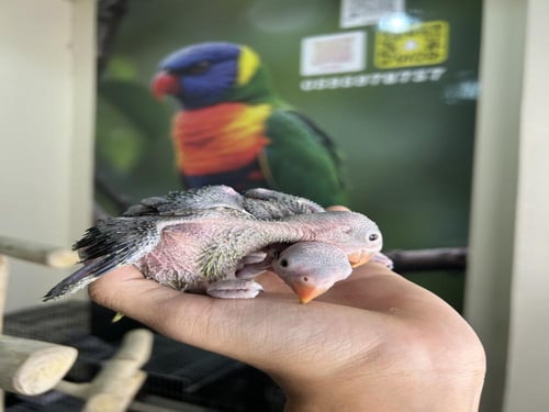 فرخين دره هندي اخضر