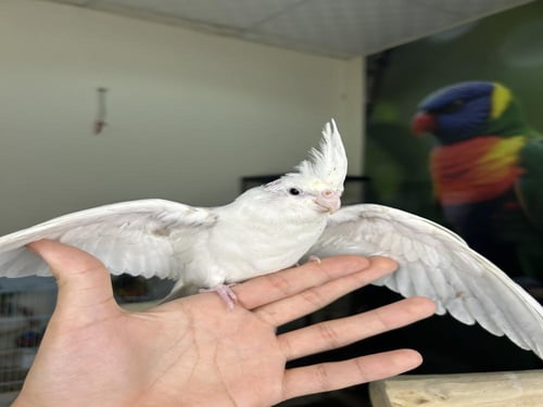 كروان هولندي اليف