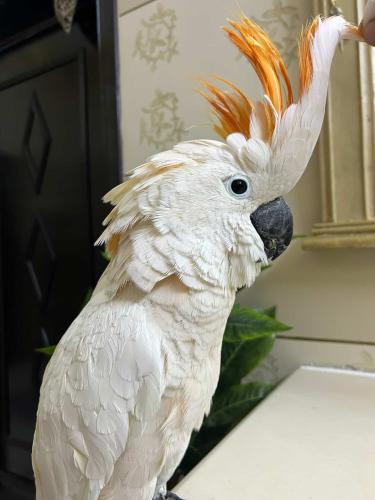 اطلب الطير الي بخاطرك و نوفره لك