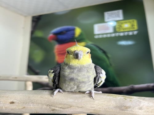 ذكر كراون اليف ومتكلم