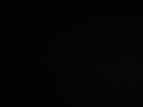 انثى روز لون اخضر اليفه