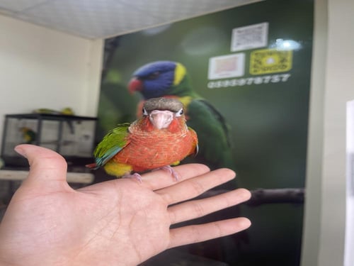 كنيور يلوسايد دبل رد فاكتور اليف وهدد