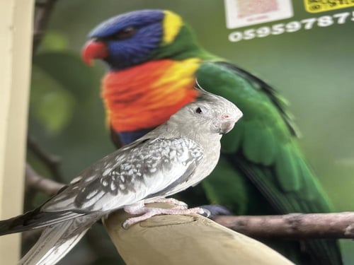 كروان هولندي اليف وهدد