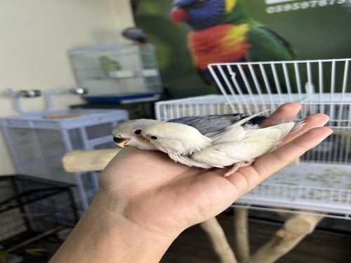 فروخ روز اليفه