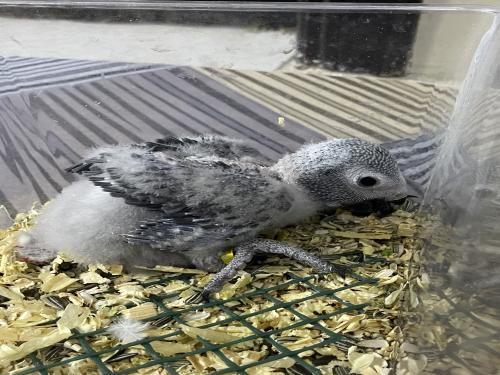 فرخ كاسكو غر