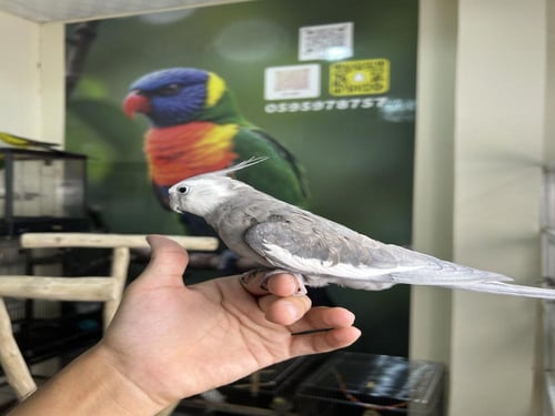 ذكر كروان هولندي اليف ومتكلم