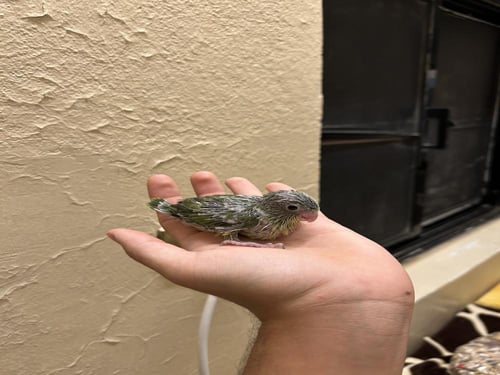 فرخ ميني روز (بارتوليت )