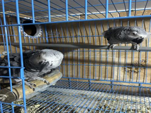 زوج كاسكو اليف ومنتج