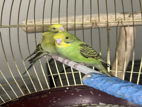 فروخ بادجي اليفه