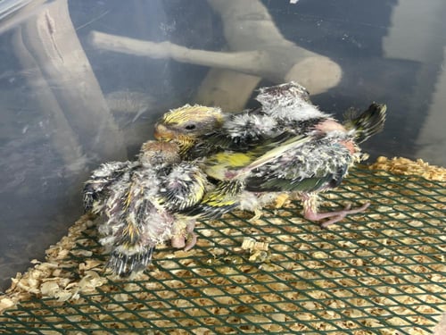 فروخ براكيت (الرد رامب )