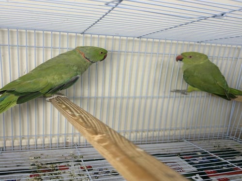 زوج دره هندي