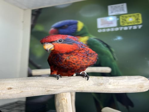 لوري بلوستريك اليف وهدد