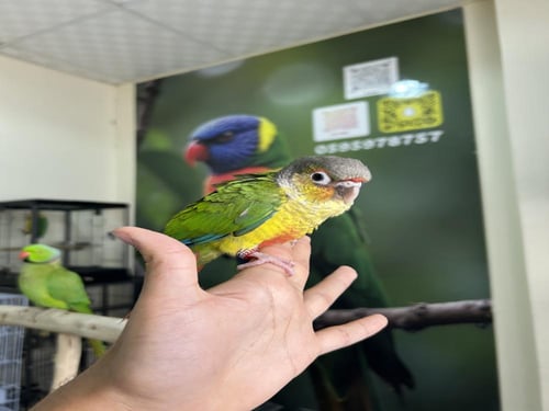 كنيور يلوسايد اليف وهدد