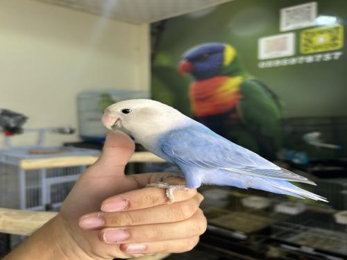 روز اليف وهدد