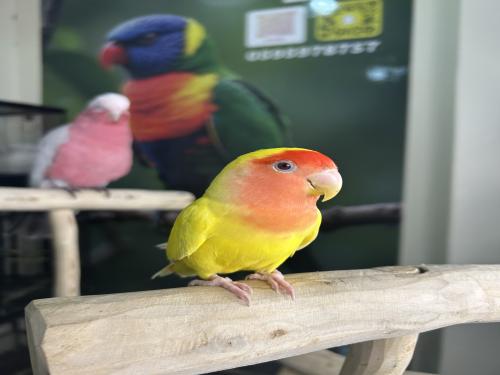 روز لاتينو اليف