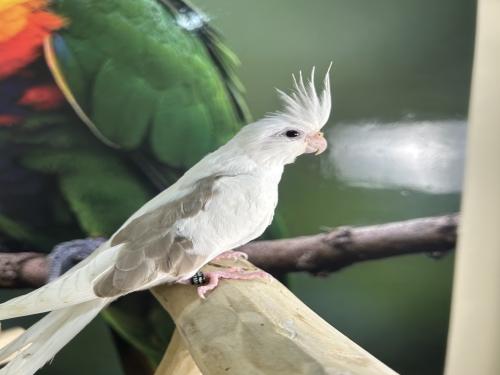 كروان هولندي اليف وهدد