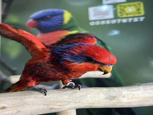 لوري بلوستريك اليف وهدد