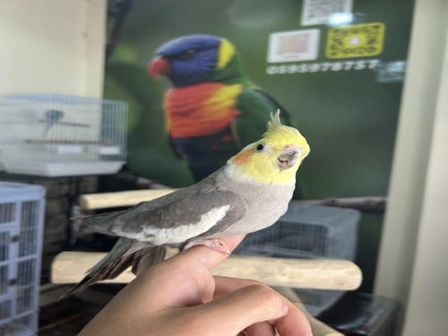 كروان أليف و مغرد