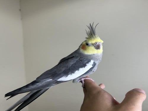 ذكر كروان اليف وهدد ومتكلم