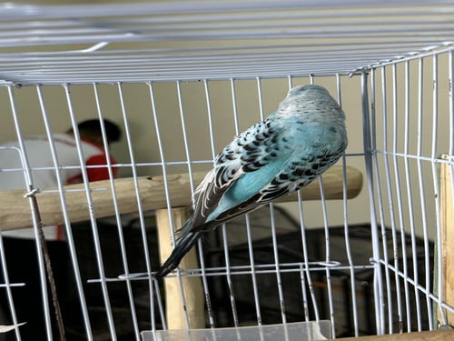 زوج بادجي انجليزي