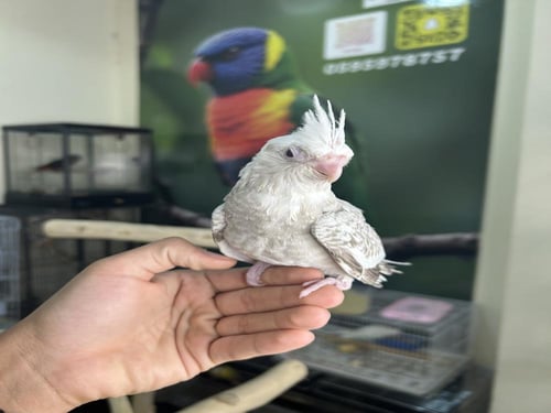 كروان هولندي فراشه اليف