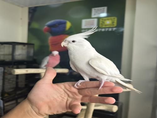 كروان اليف وهدد ومتكلم