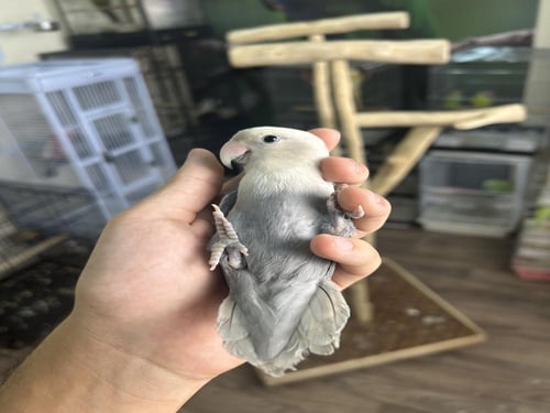 روز أليف وهدد