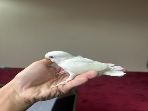 فرخ روز البينو