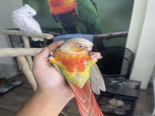 كنيور اناناس رد فاكتور اليف وهدد