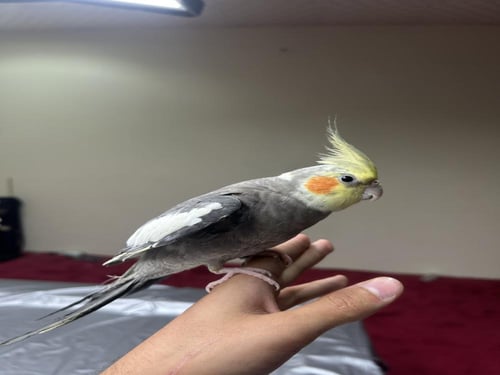 كروان اليف وهدد و متكلم