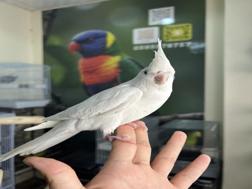 ذكر كروان أليف