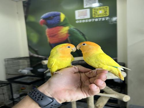 روز اليف وهدد