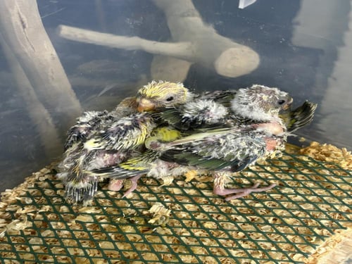 فروخ براكيت (الرد رامب )