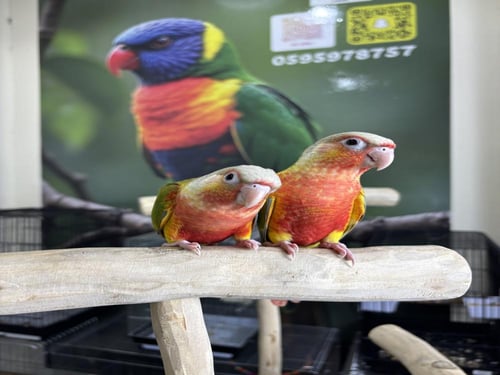 كنيور اناناس دبل رد فاكتور