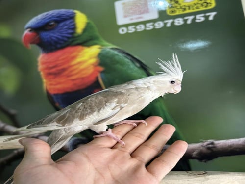 كروان هولندي اليف وهدد