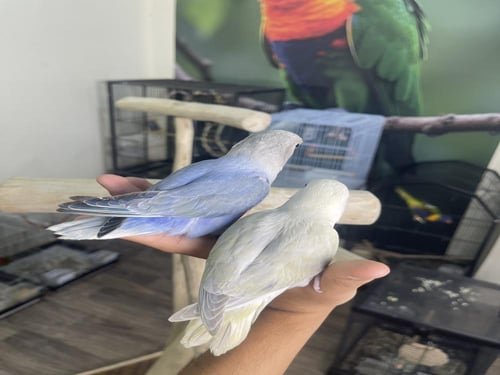 فروخ روز اليفه وهدد