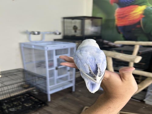 روز أليف وهدد